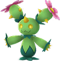 Maractus