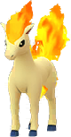 Ponyta