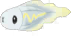 Tynamo